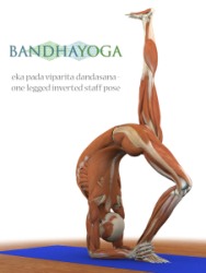 Bandha Yoga - Chaves científicas para desvendar a prática de Hatha Yoga