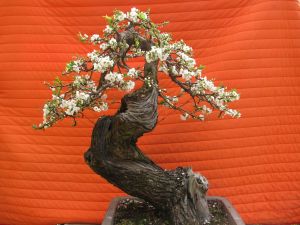 Portugal: Inauguração do MBA - Museu do Bonsai e da Árvore em Sintra 