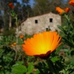 Portugal: Meditação Zen com Amy Hollowell Sensei na Quinta das Águias