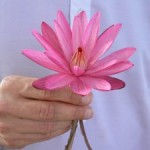 Germany: International Yoga-Congress in Bonn, Sankt Augustin – “Gentle Yoga”, The Best Holiday Ever